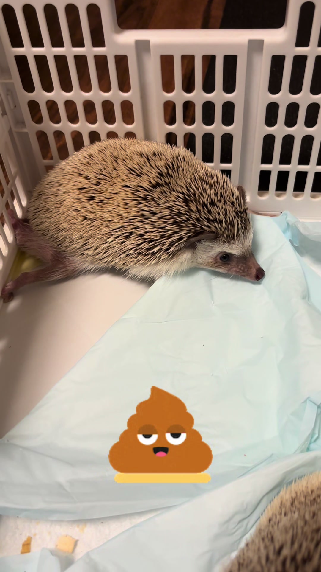 @我が家のハリネズミ🦔