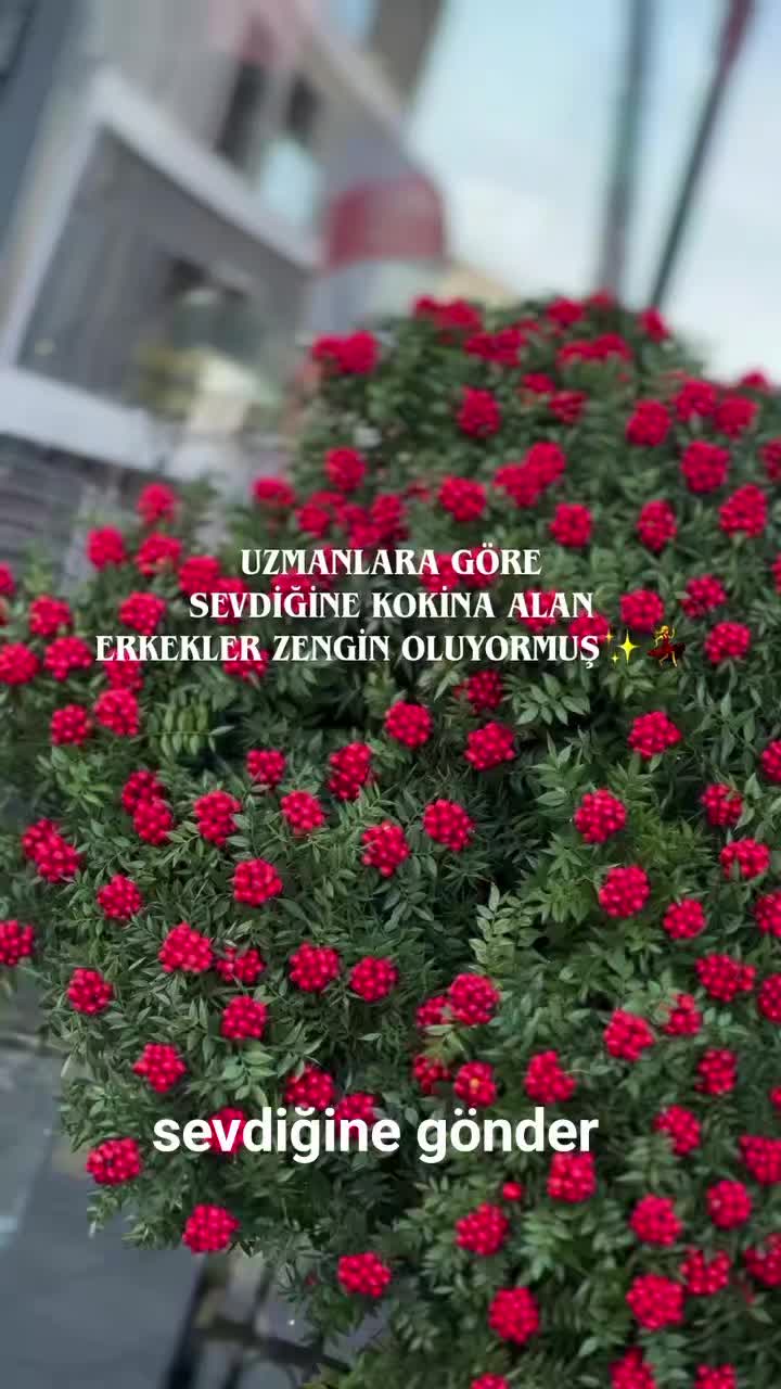 @Lotus bitki satışı