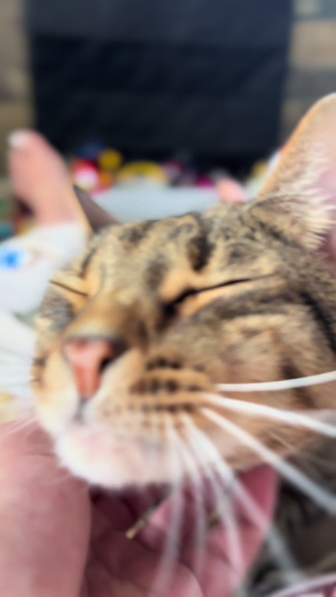 @Atlas the Cat