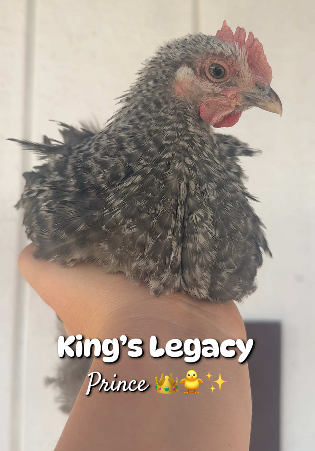 @Simply Chickens