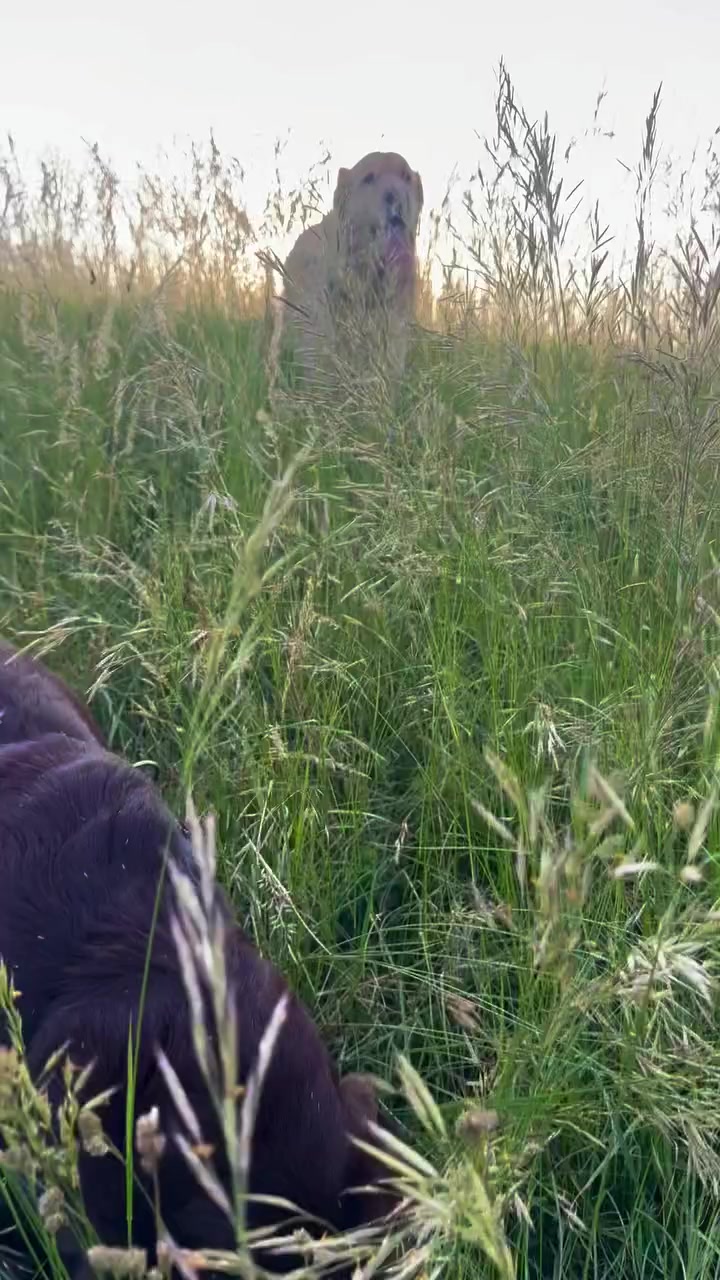 @ᚢᛚᛚᚱ