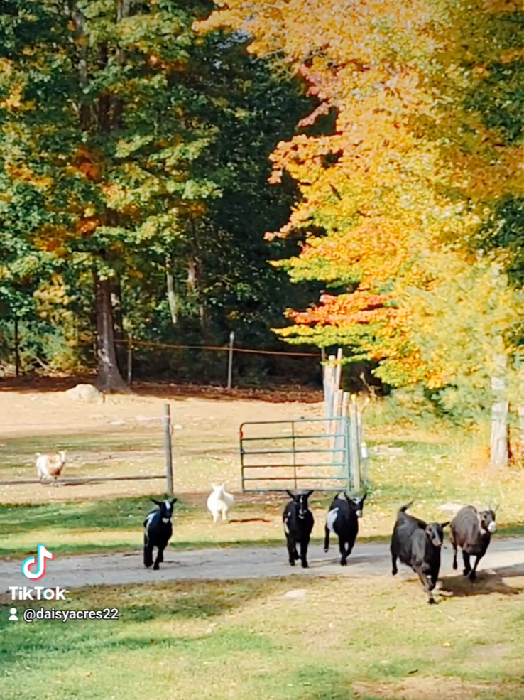 @DaisyMae Acres