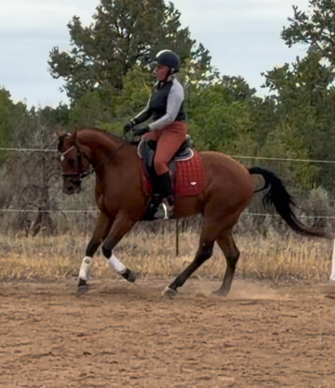 @Mindful Equine Ltd.
