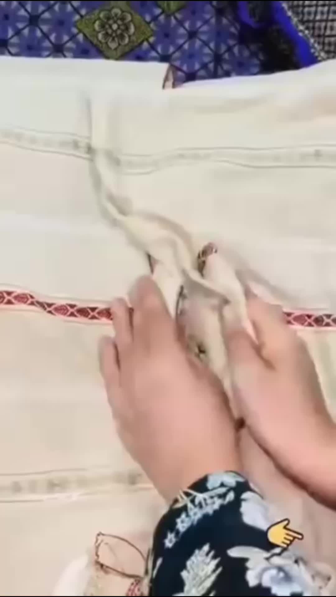 @Mahmoud Rahman