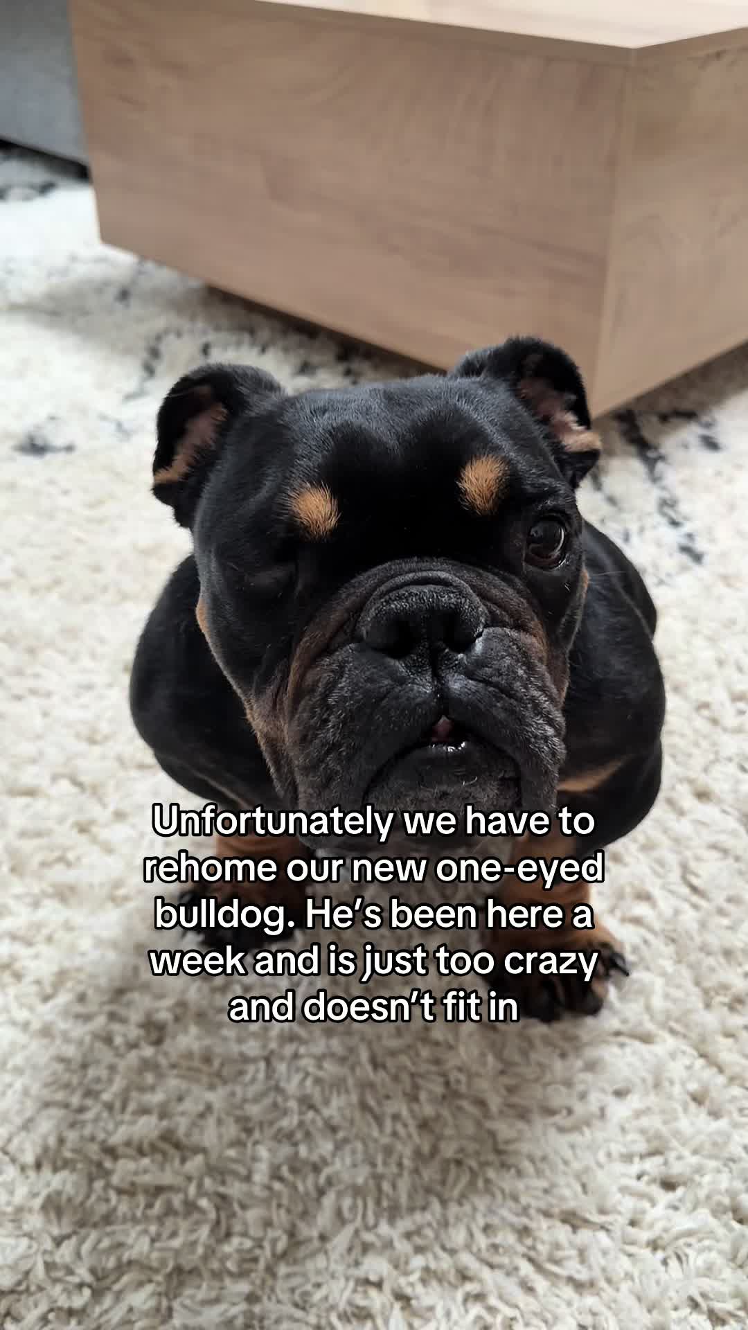 @Poptart The Bulldog