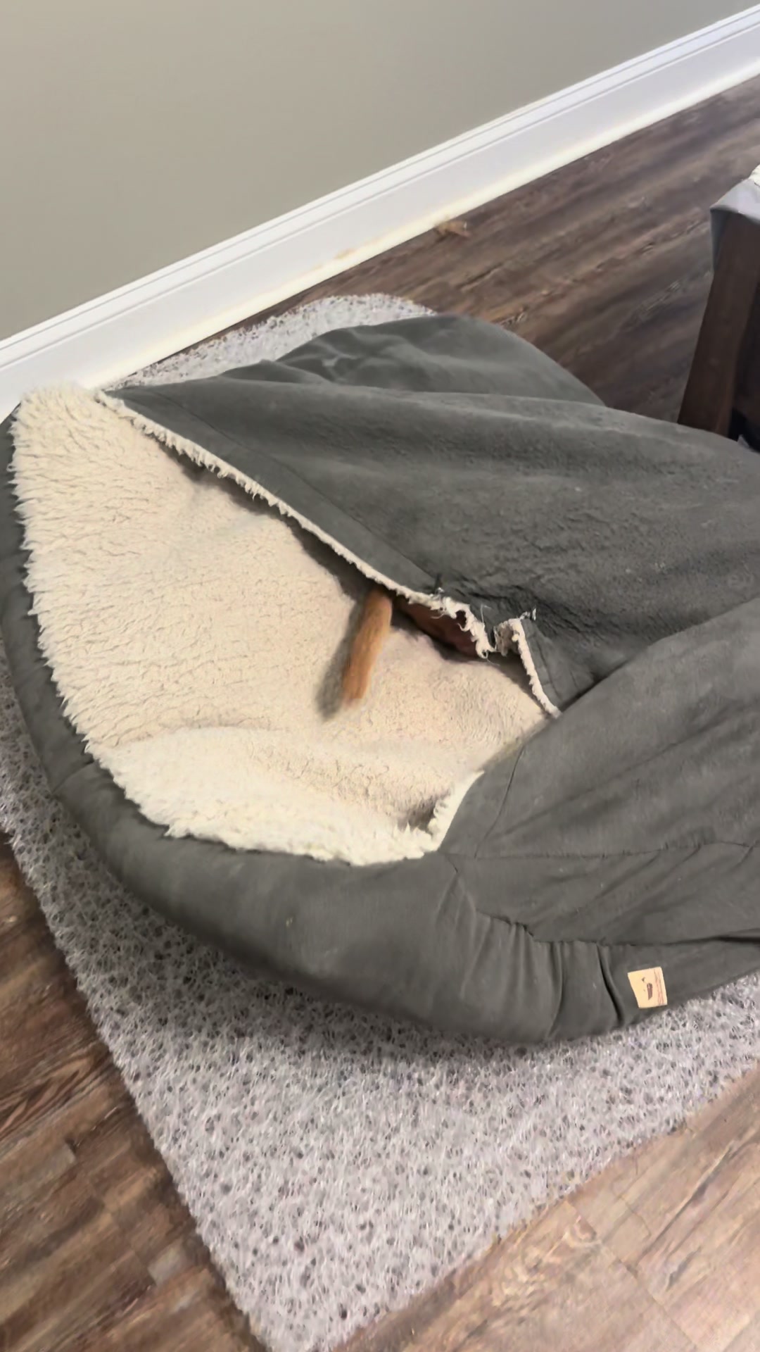 @Tycho the vizsla