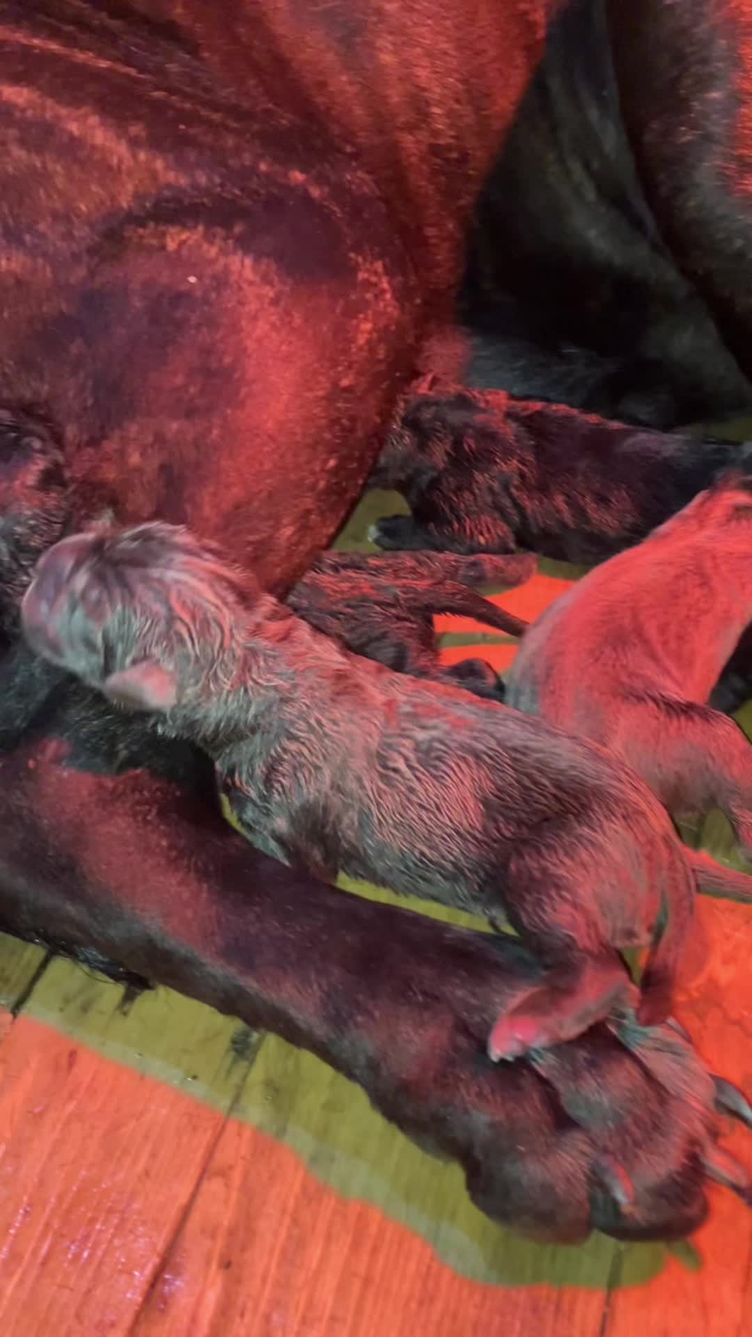 @canicorsoftmalinois
