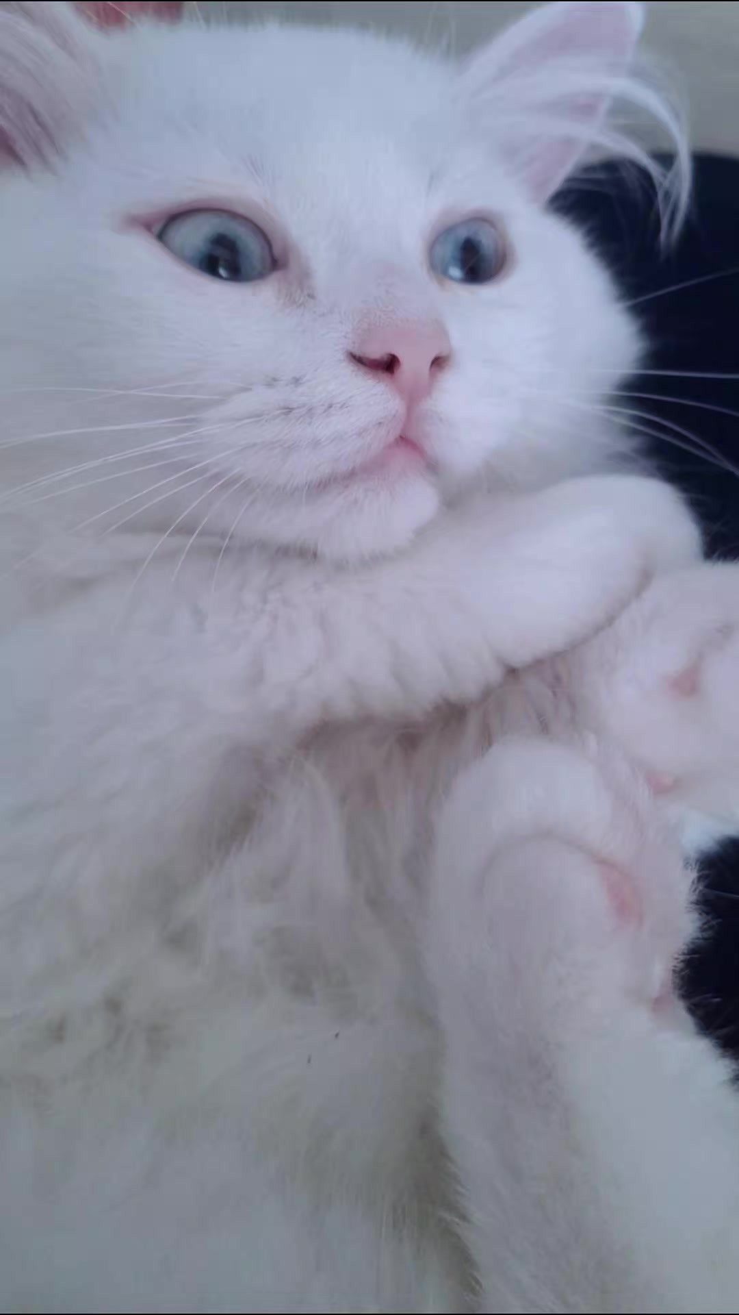 @😺Şila😻Şima😺