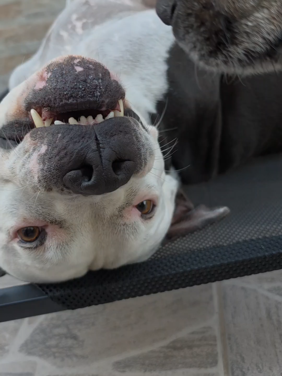 @Pittbull Brucegriebeler