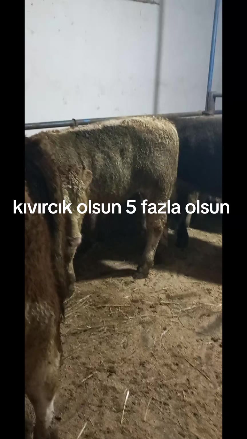 @tekin75aras2