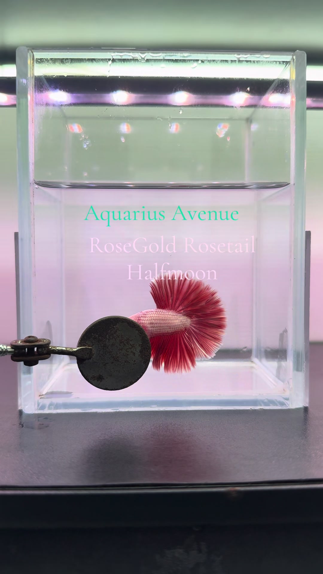 @Aquarius Avenue