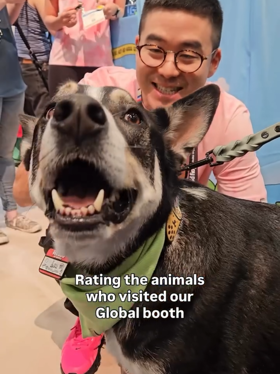 @Jiby Dog Crew