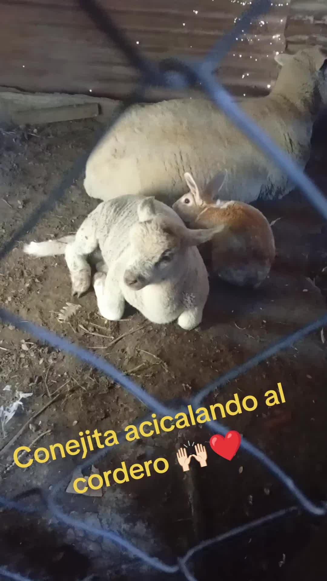 @Karina Toledo Vallejos
