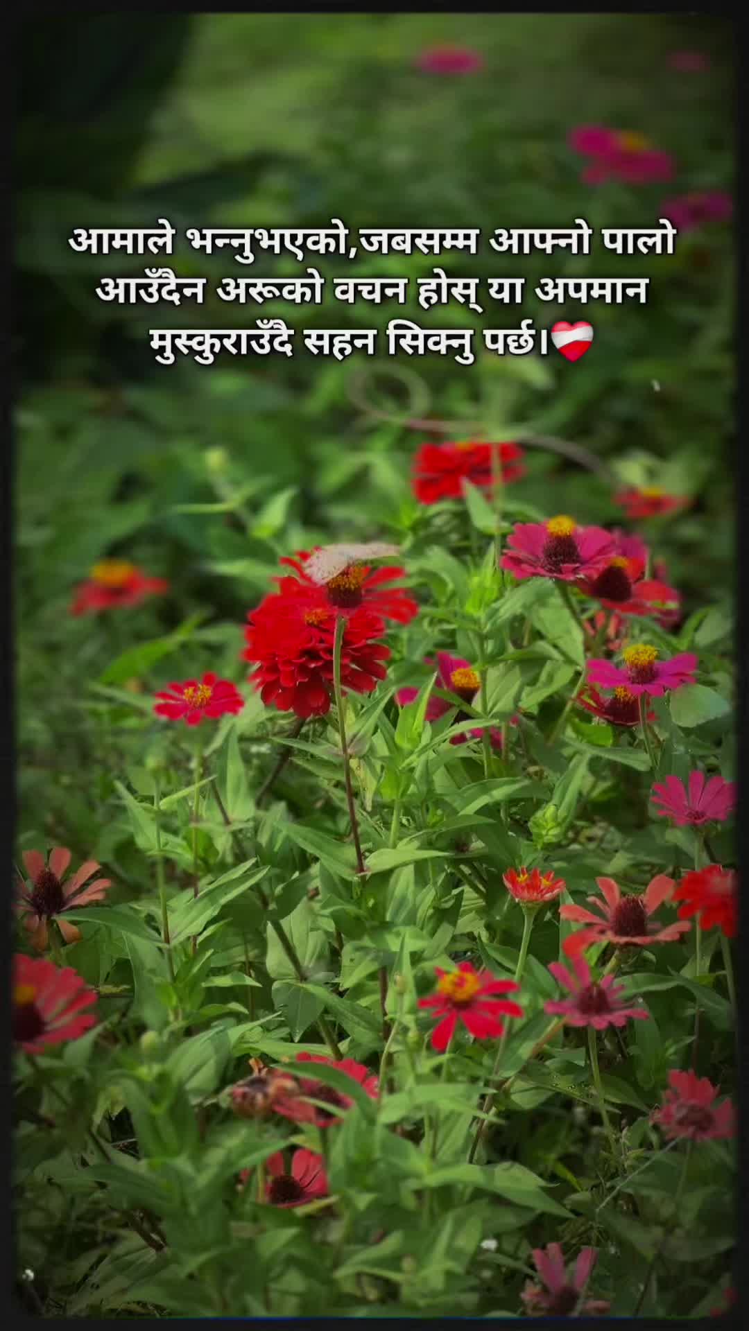 @👑the_꧁༺स𝓡𝓸𝓼𝓮༻꧂