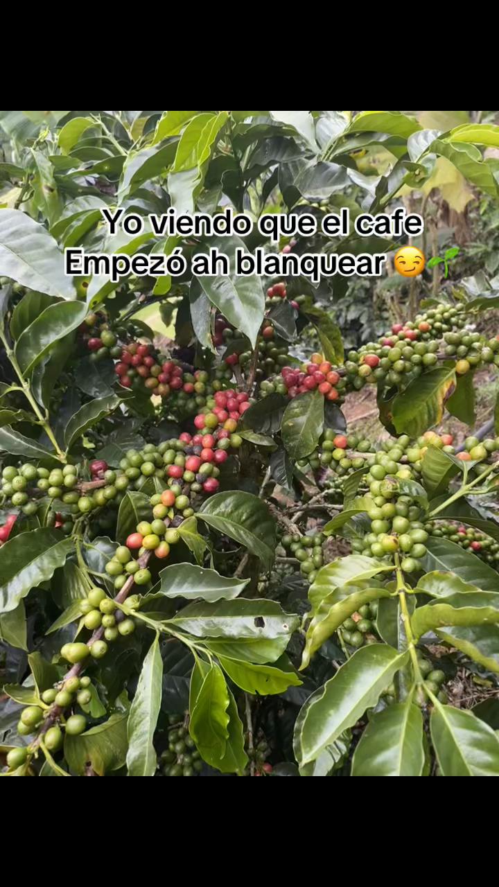 @Rojas.