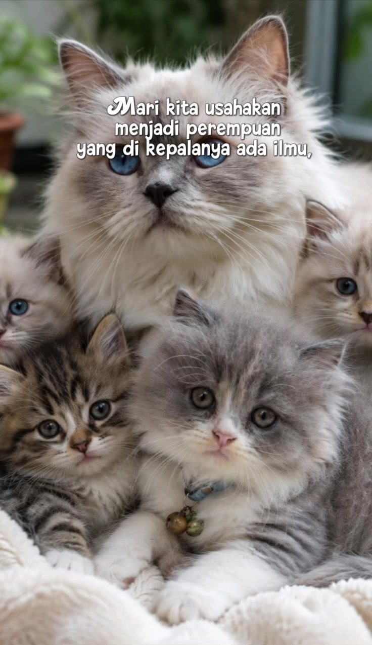 @kaksafa