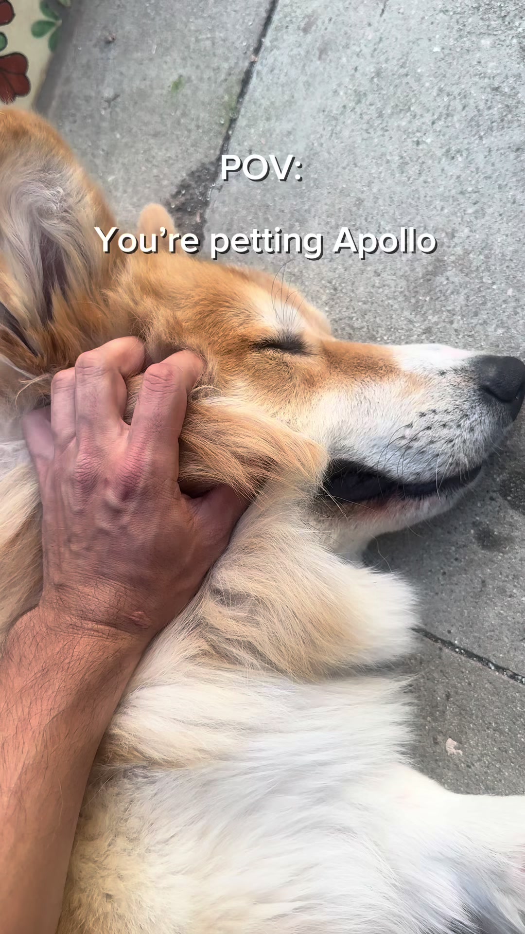 @apollothecorgimute