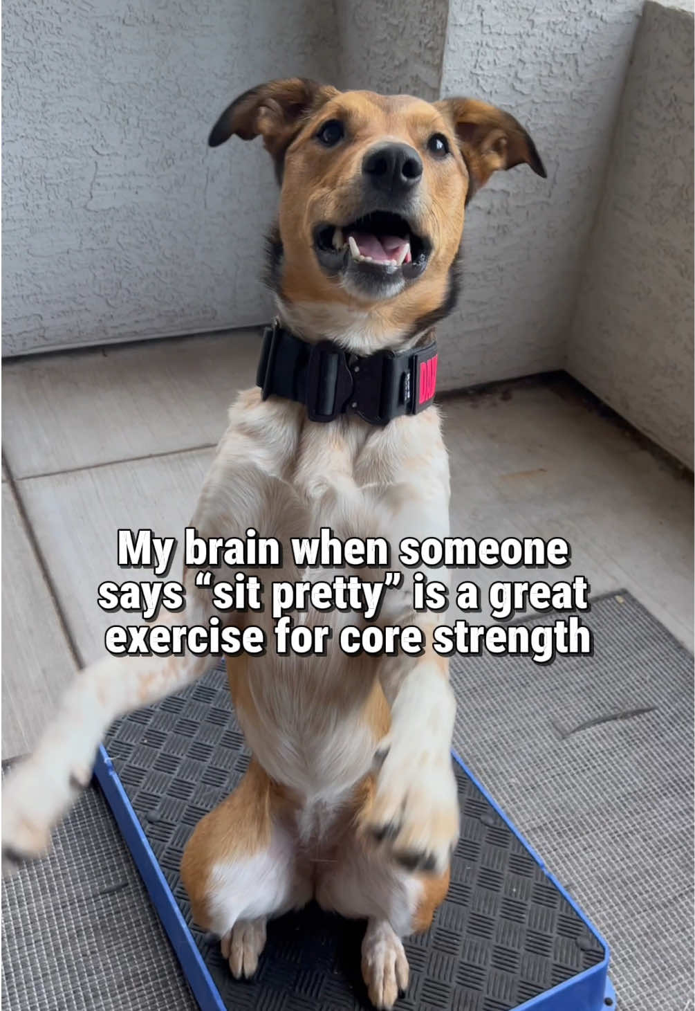 @Marissa | K9 Fitness Coach 🐾