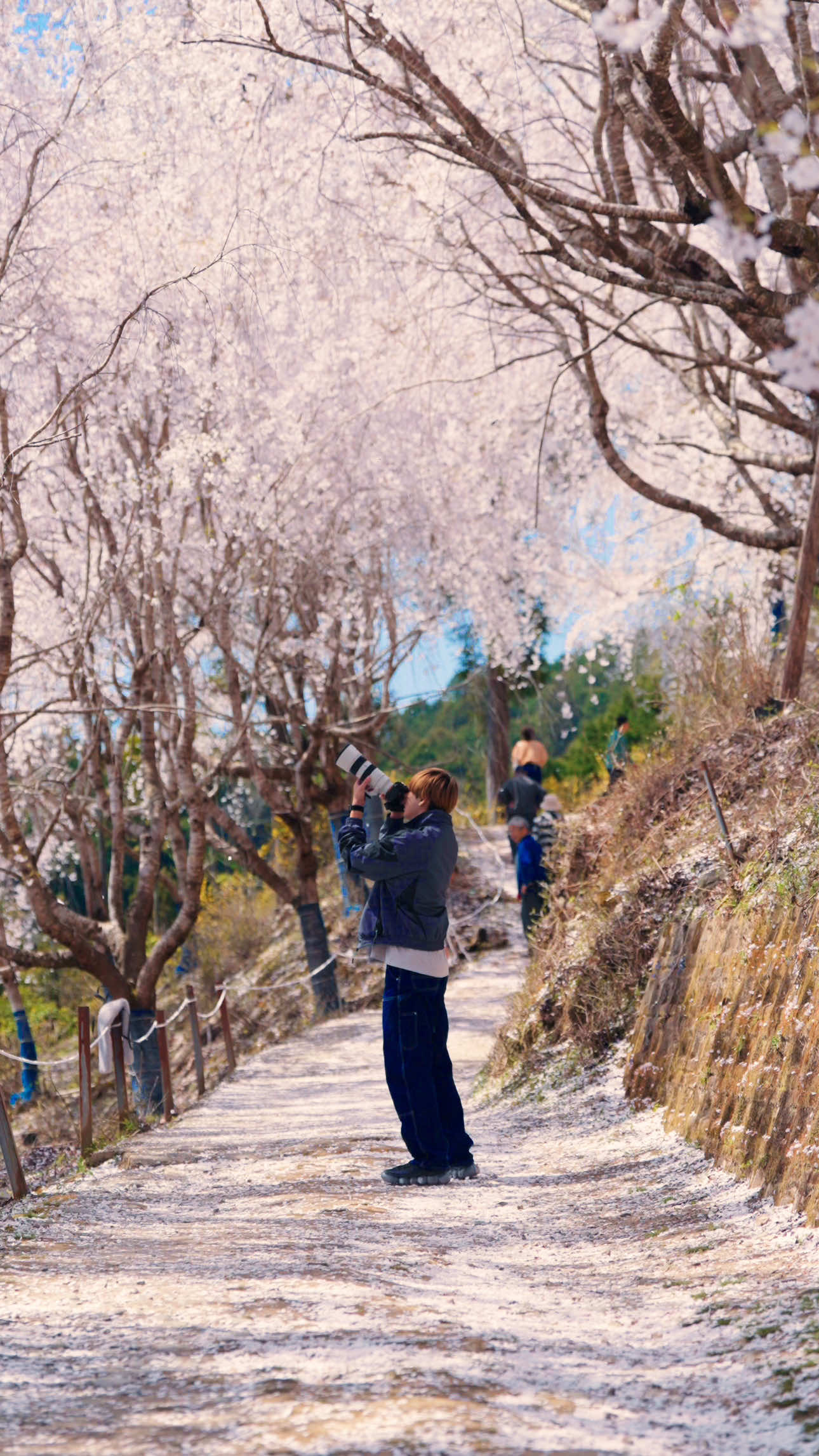 @Cotton | Japan Travel 🇯🇵