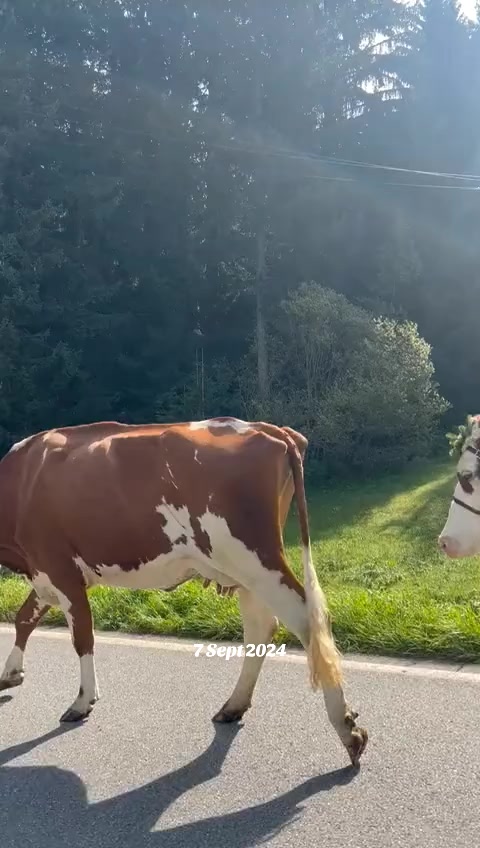@🇲 🇦 🇱 🇮 🇰 ❤️