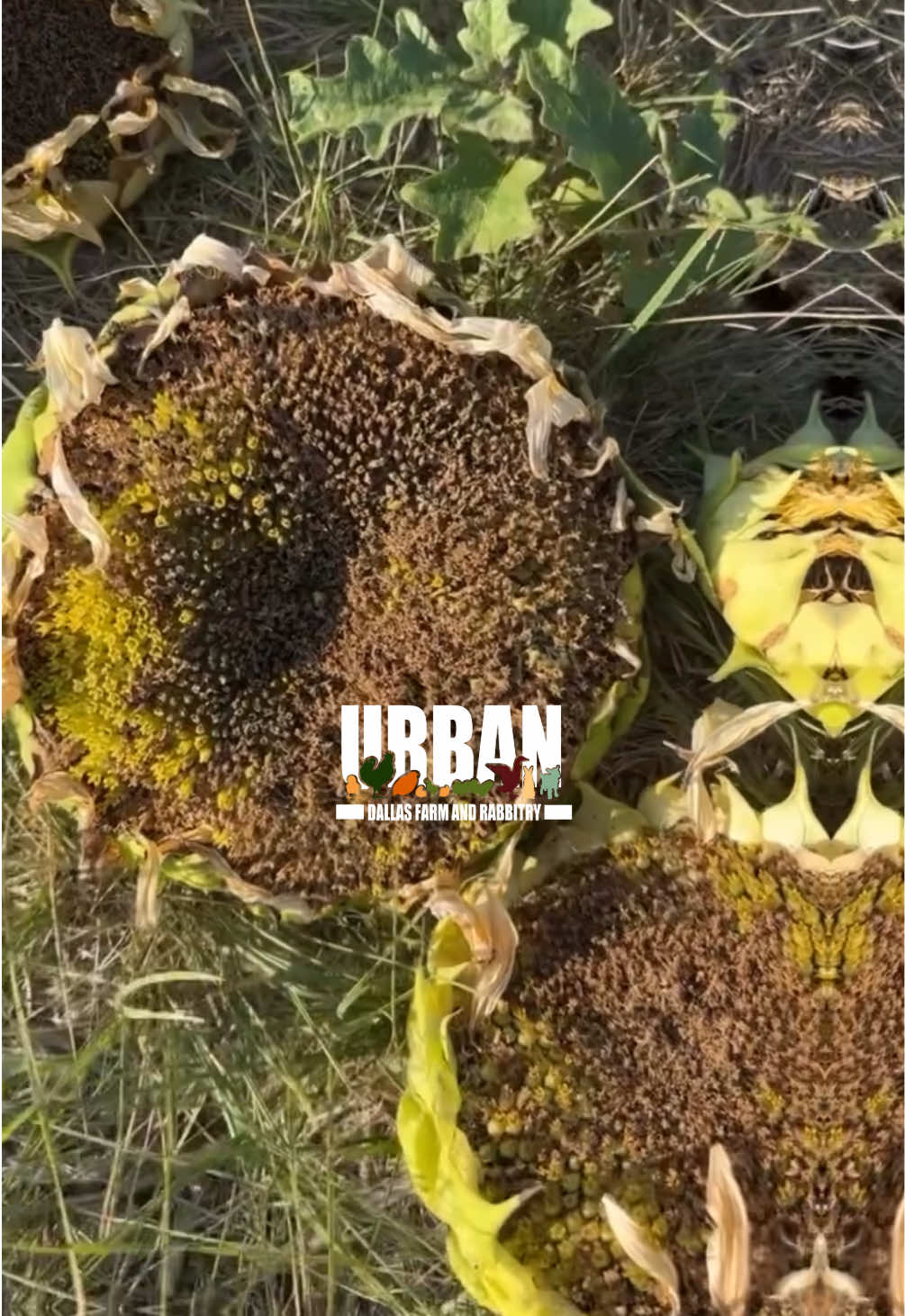 @Urban Dallas Farm