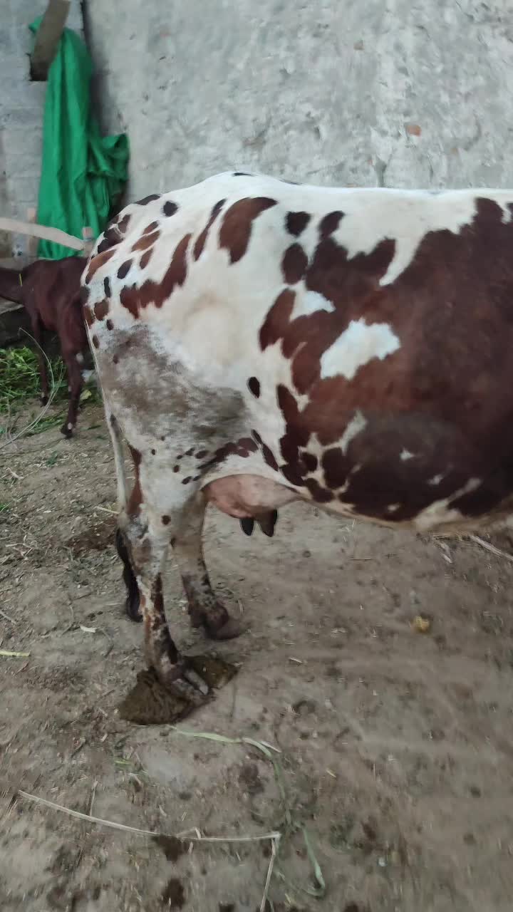 @𝐃𝐨𝐜𝐭𝐨𝐫 𝐇𝐚𝐦𝐳𝐚 𝐀𝐥𝐢