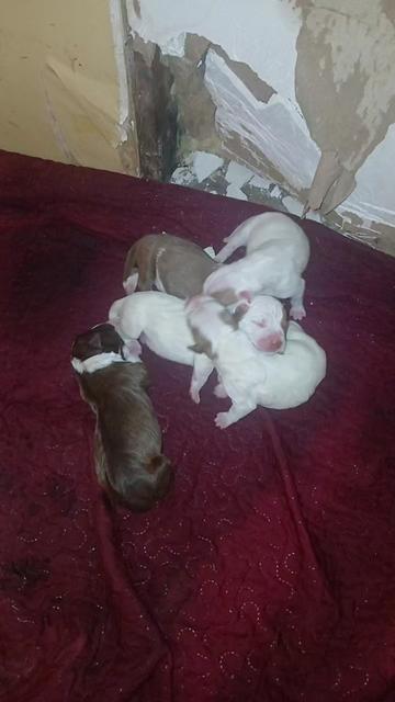 @🆘️oldsoul kennels💪🏼💯🔥🆘️