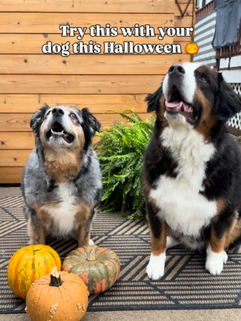 @Archies Dog Co