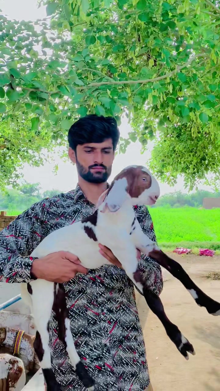 @Ayyan goat