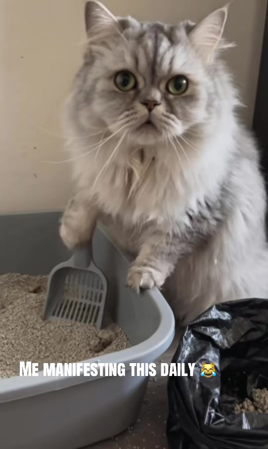 @SinCity_cats
