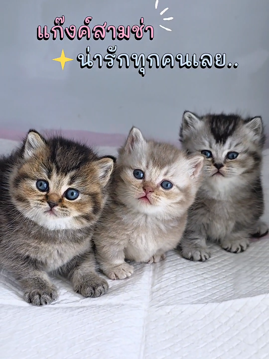 @ฟาร์มแมว ฟาร์มรัก ❤