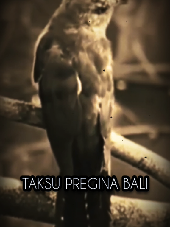 @TAKSU PREGINA BALI