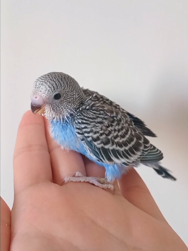 @Budgies108