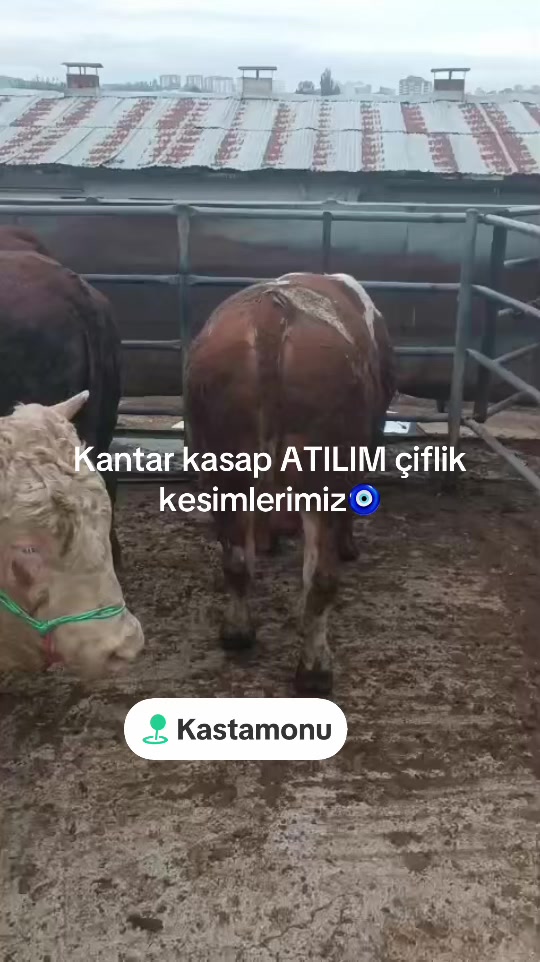 @Necmettin Kantar