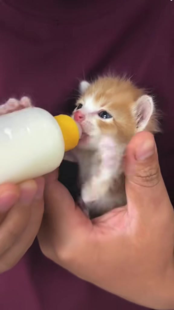 @catbosssss