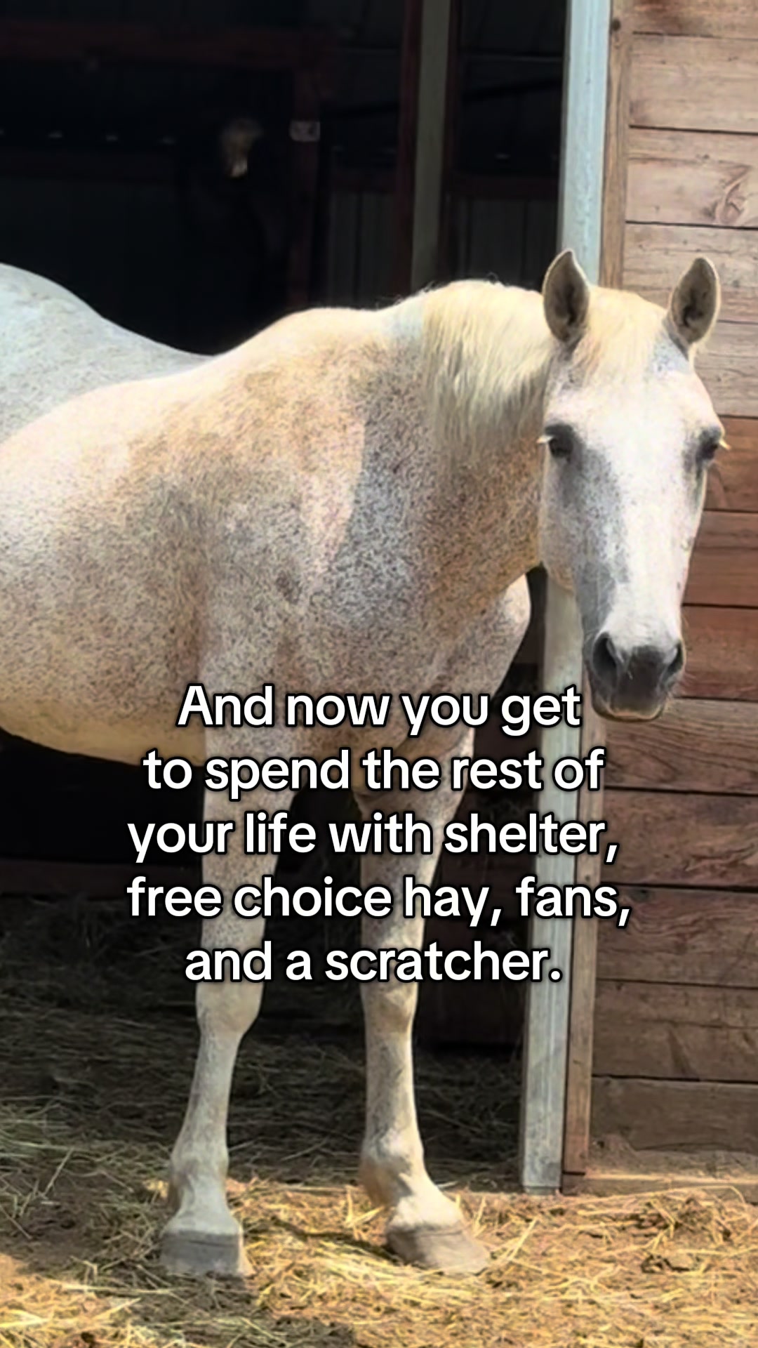 @NWPA Equine Sanctuary