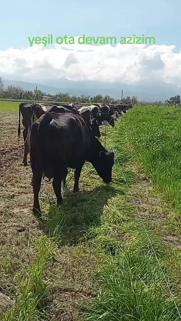 @DERBEDER PALA