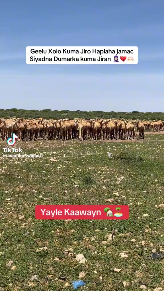 @GEel jire❤️🐪