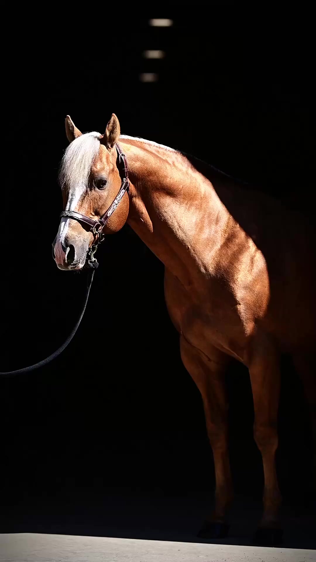 @Diamond W Barrel Horses 🇨🇦