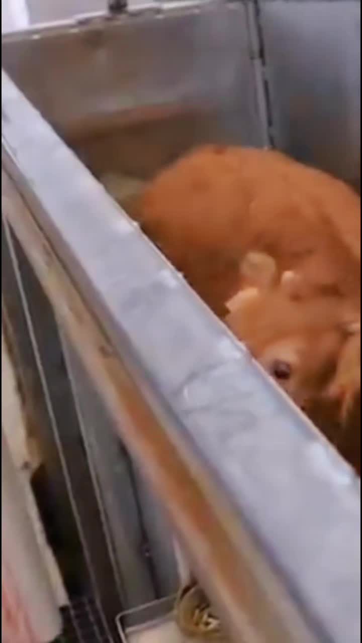 @Khaby Go Vegan