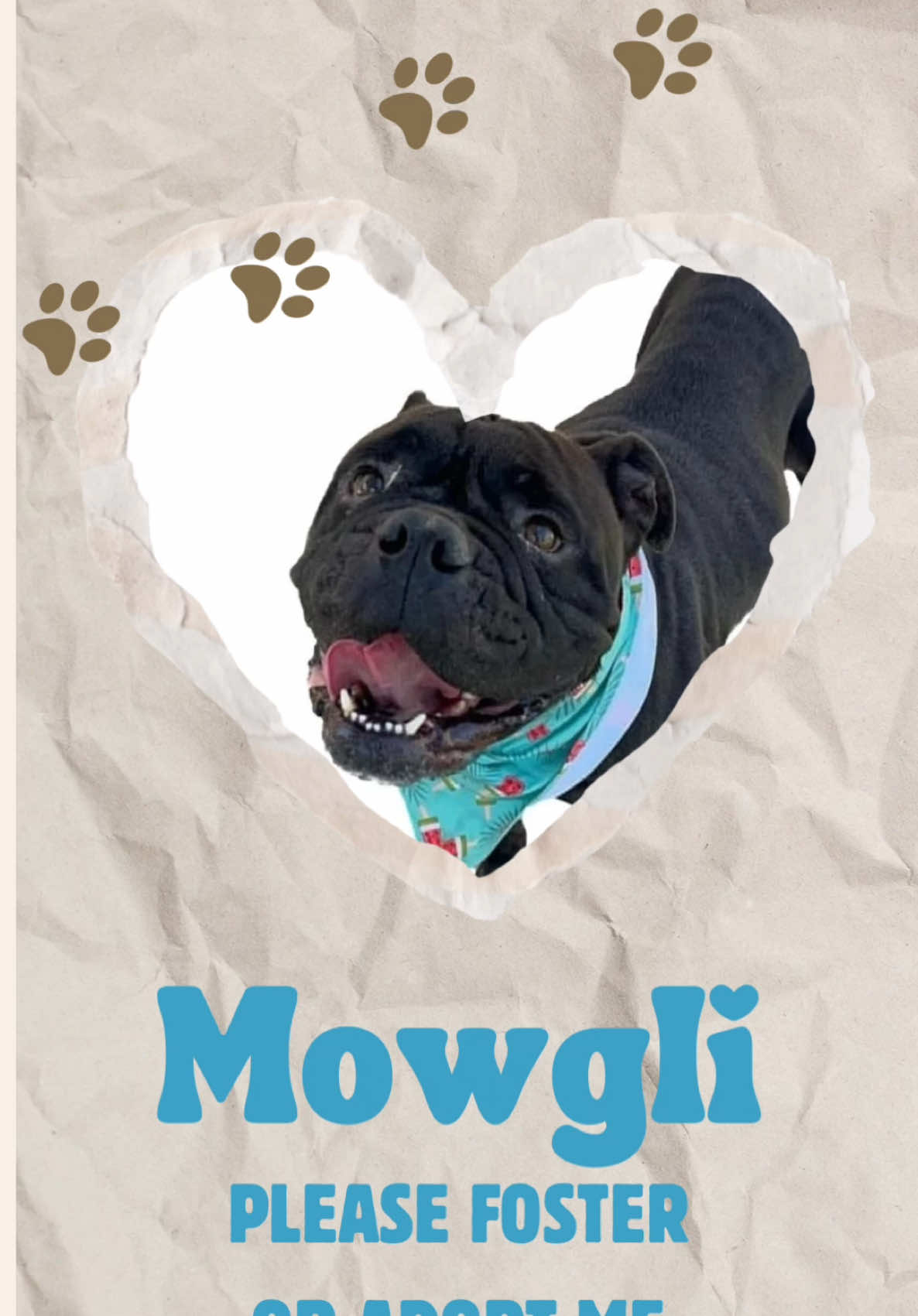 @Paws From Afar Rescue