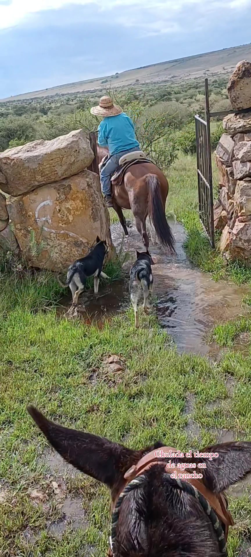 @El zurdo🌵🐴