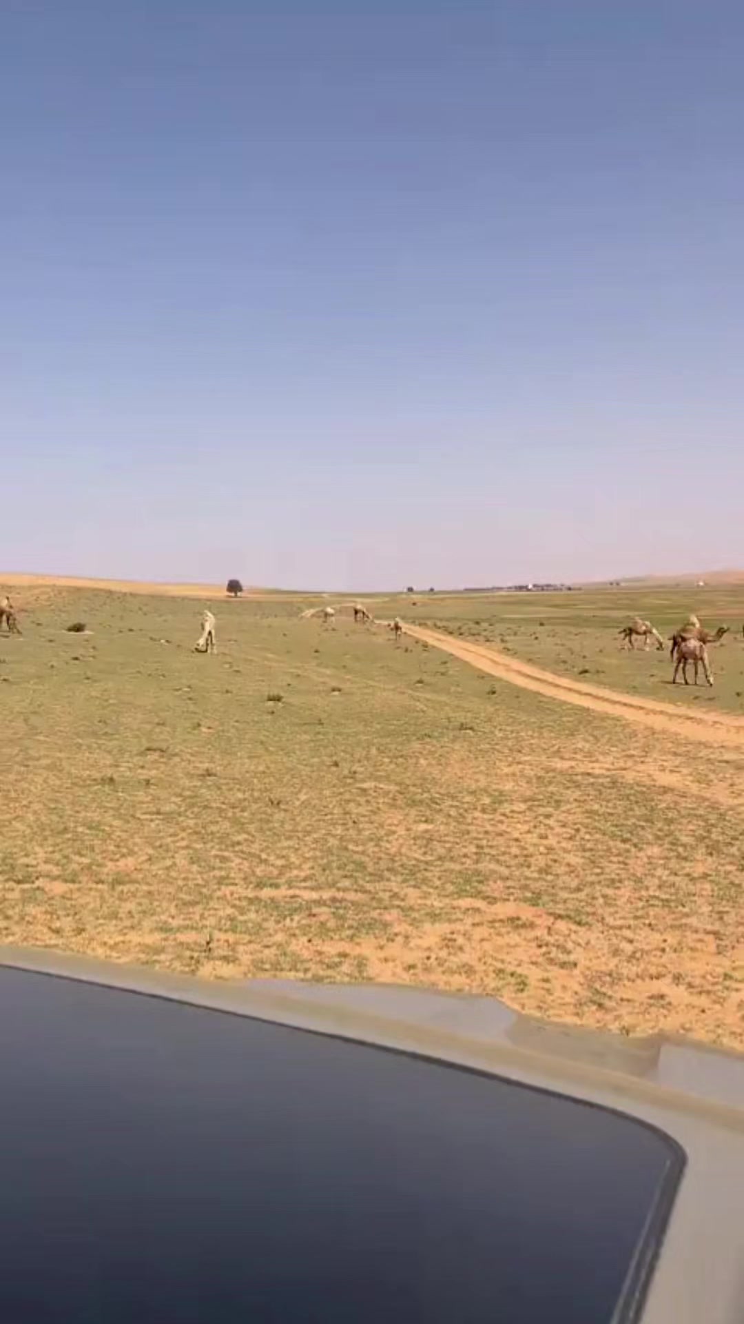 @جمهور غازي الذيابي