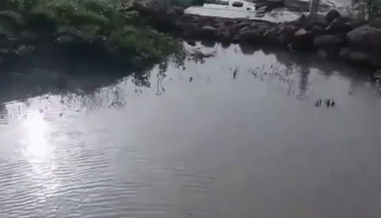 @wild_animal123