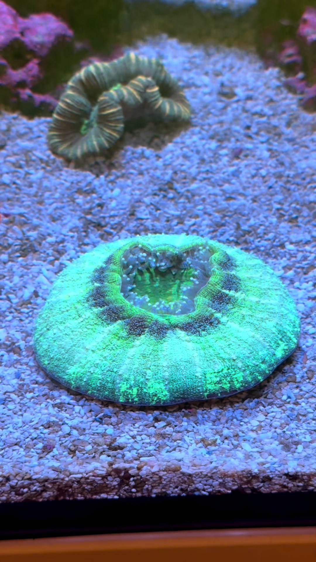 @ReefTok
