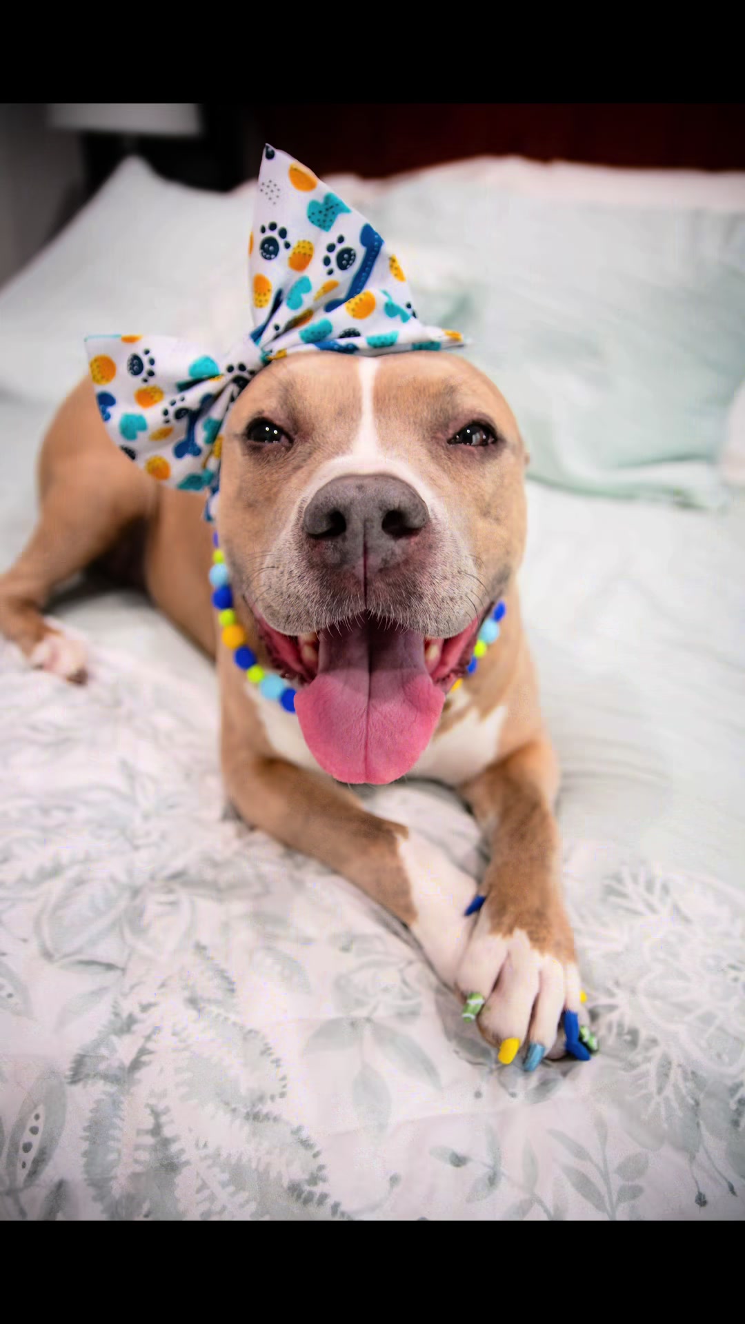 @Indie.pittie