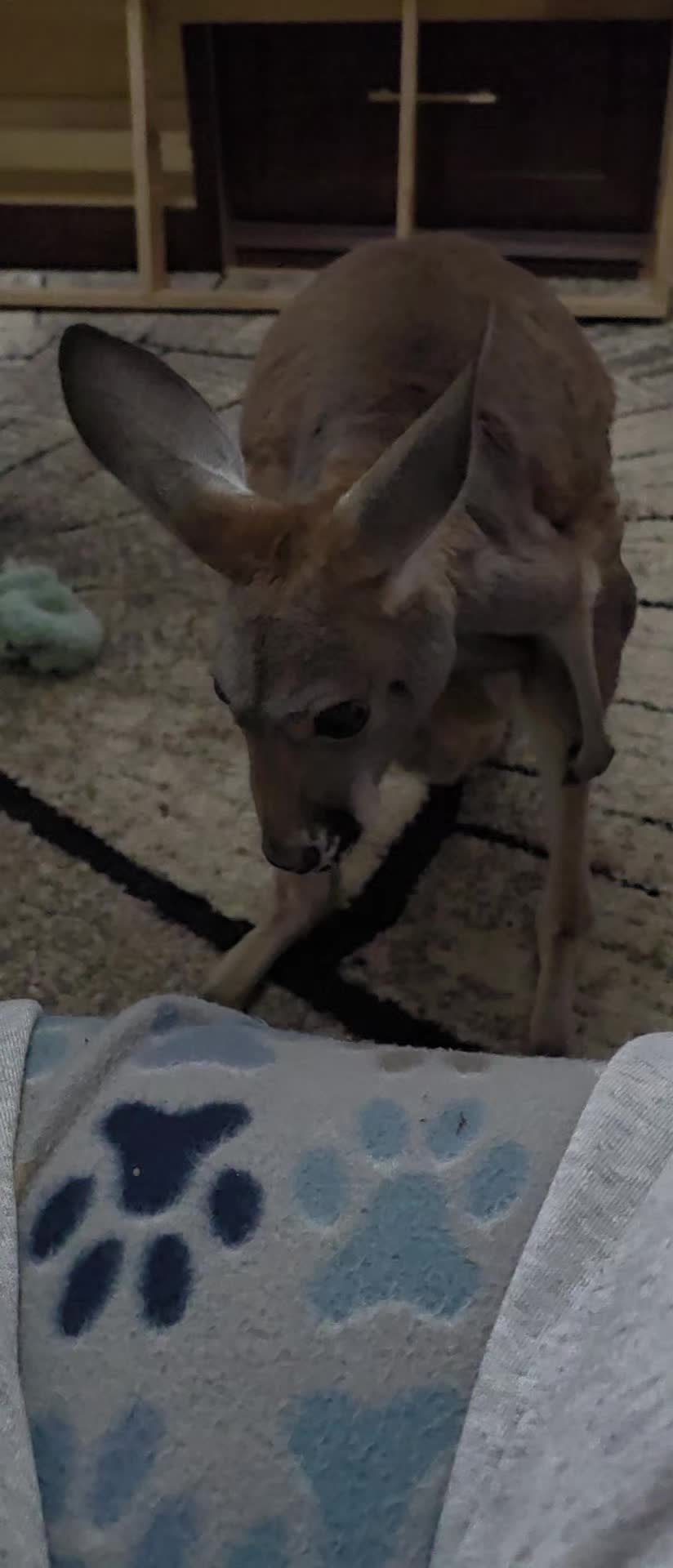 @Penny the Kangaroo 🦘