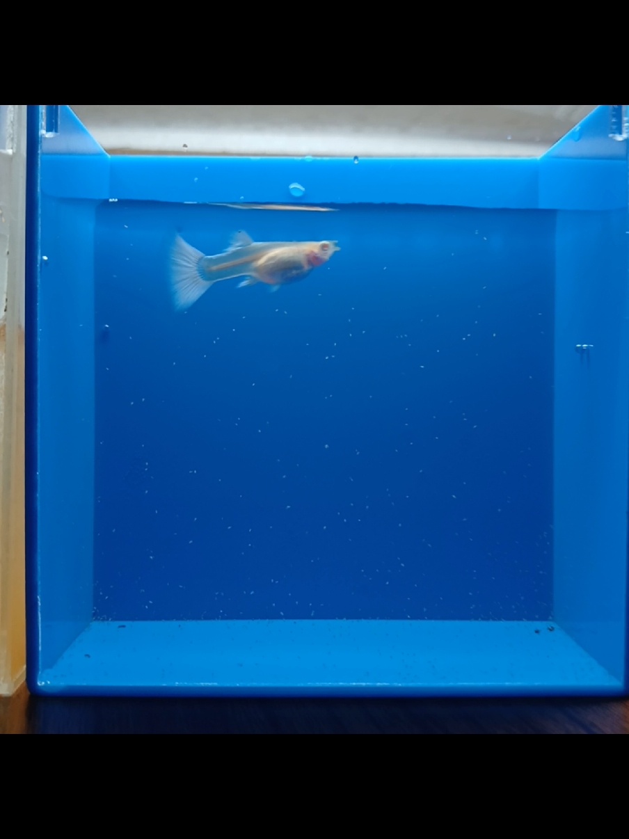 @Ga Guppy Farm