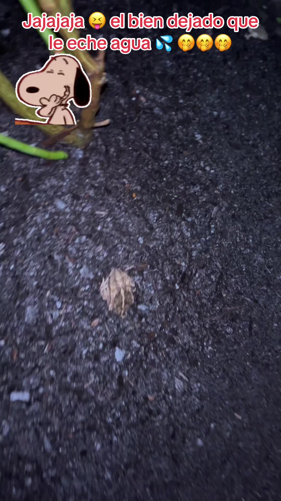 @Mariposita