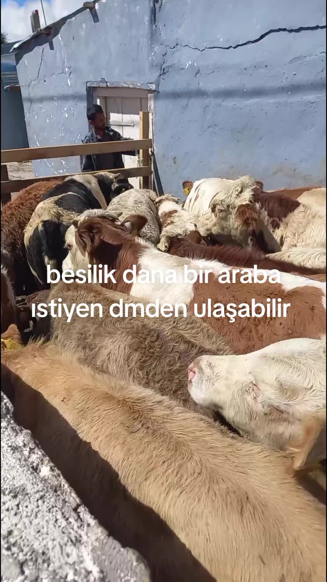 @tekin75aras2